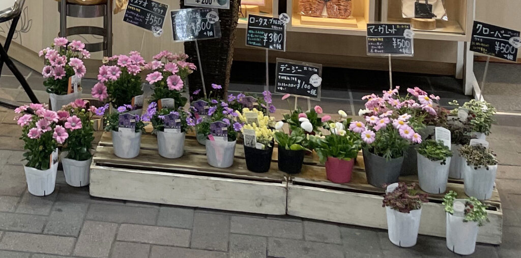まちだ名産品の店 心和の店頭に並んだ鉢植えのお花